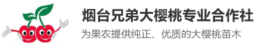 烟台大樱桃,烟台大樱桃树苗,烟台大樱桃苗木合作社,烟台兄弟大樱桃专业合作社